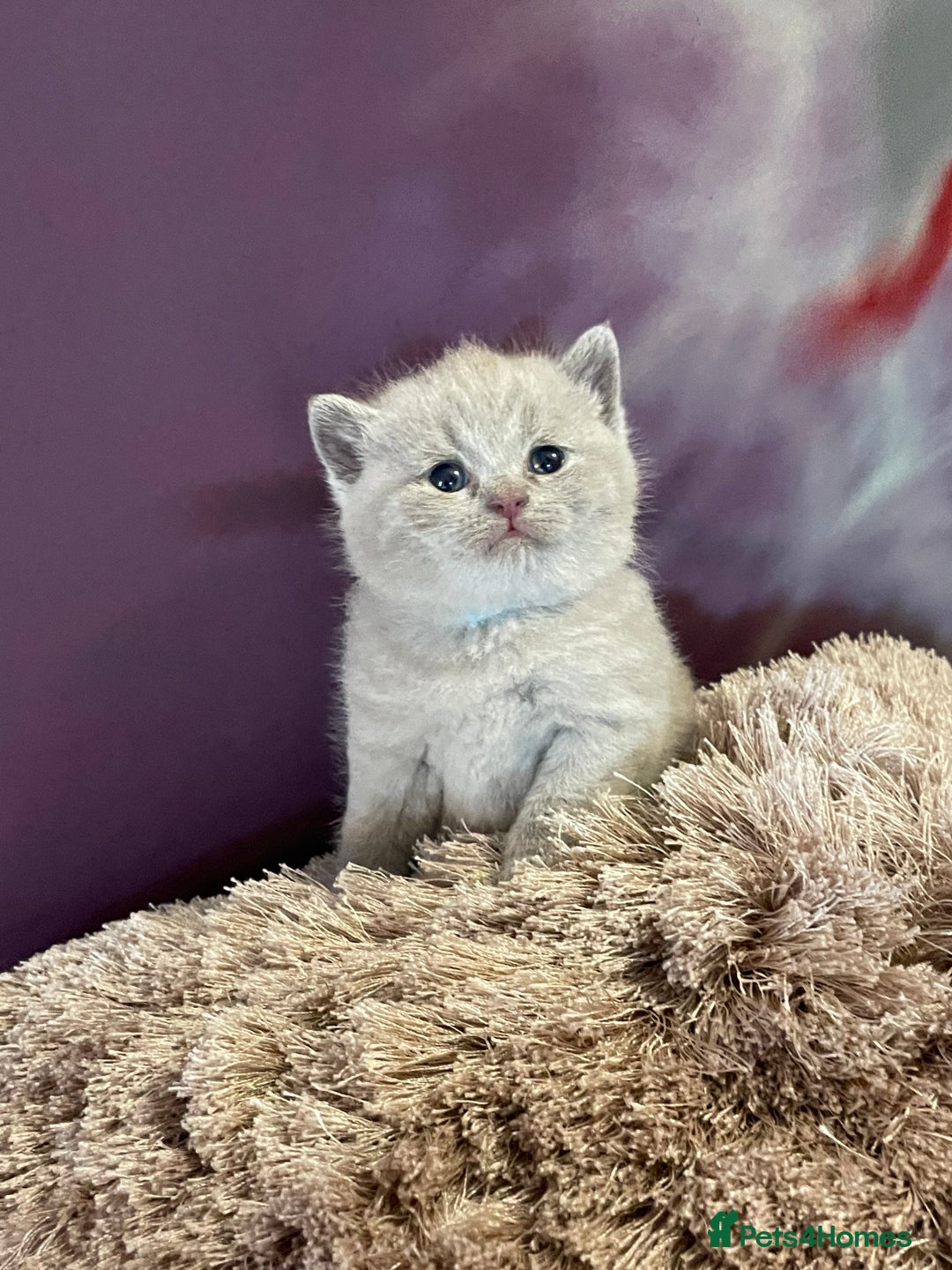 British Shorthair cats for sale: Champion Sired GCCF British Shorthair Kittens - Image 10