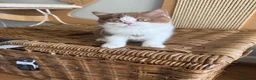 British Shorthair cats for sale: Stunning line BSH and BLH sisters  - Advert 13