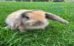 Mini Lop rabbits for sale: Mini Lop Rabbits For Sale  - Image 22