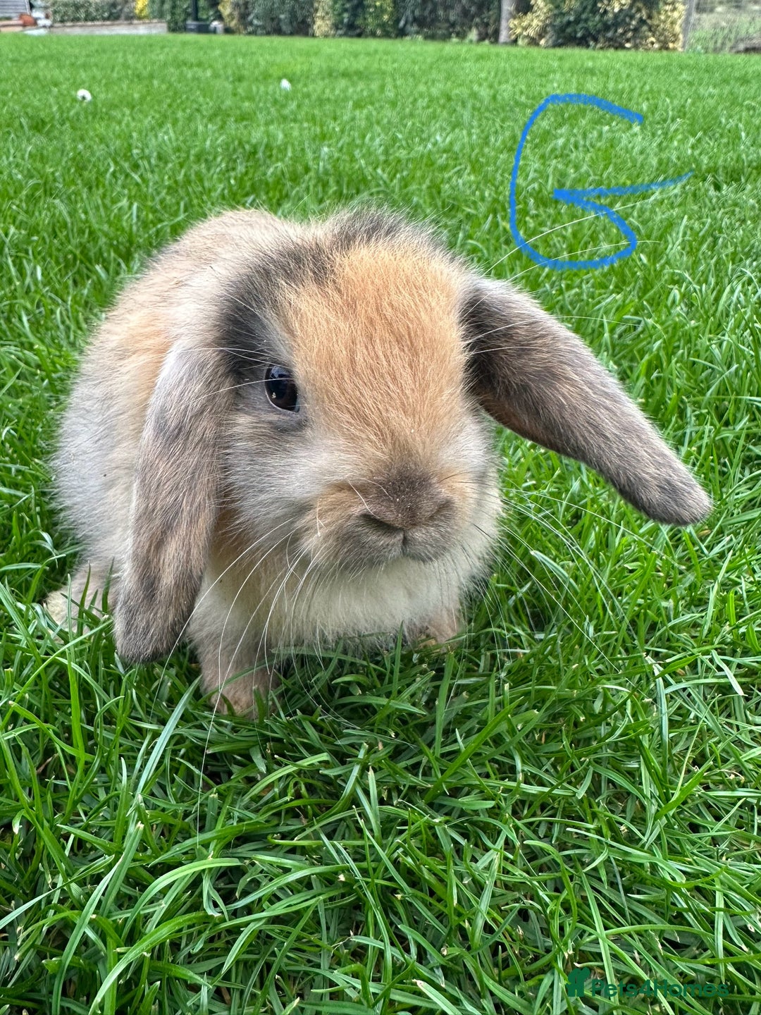 Mini Lop rabbits for sale: Mini Lop Rabbits For Sale  - Image 22