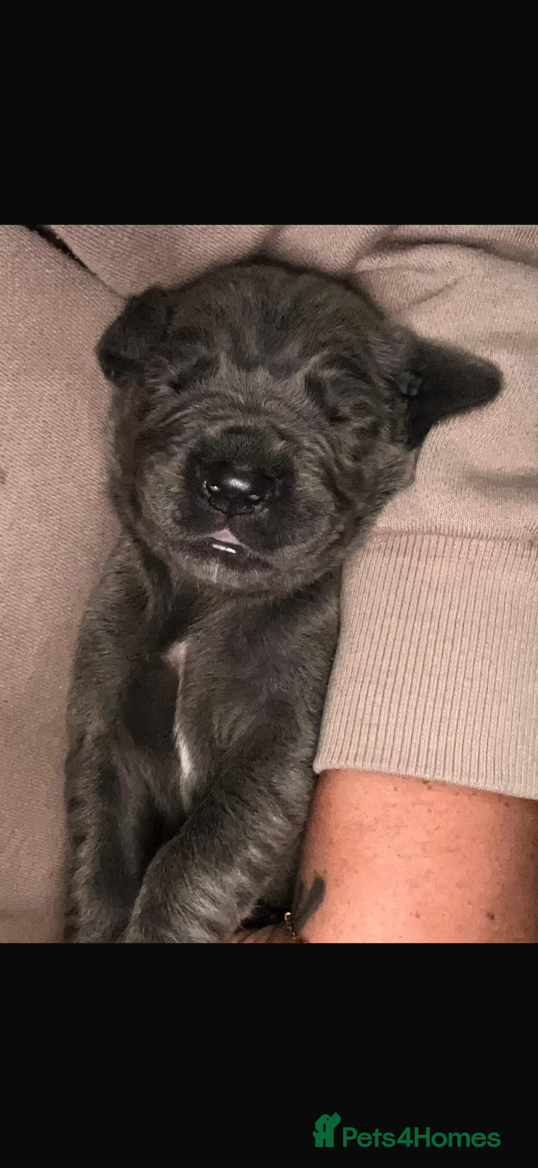 Great Dane dogs for stud: FULLY HEALTH TESTED CHAMPION LINE SOLID BLACK BOY - Advert 4