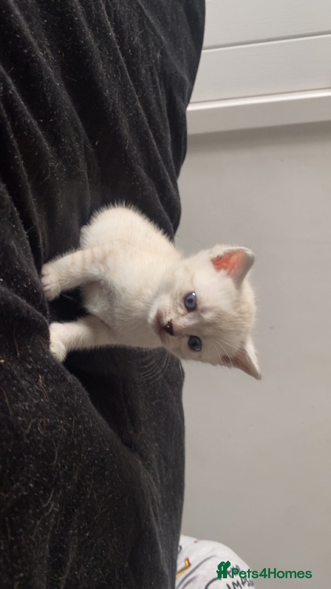 Scottish Fold cats for sale: Stunning Scottish fold kittens  - Image 11