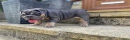English Bulldog dogs for sale: English bulldogs blue tan fully suited boy & girl - Advert 15