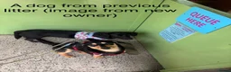 Mixed Breed dogs for sale: 🐾 ✨POMSKY X MINIATURE DACHSHUND PUPPIES ✨🐾 - Advert 25