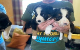 Border Collie dogs for sale: Rosie’s Collie Pups - Image 11