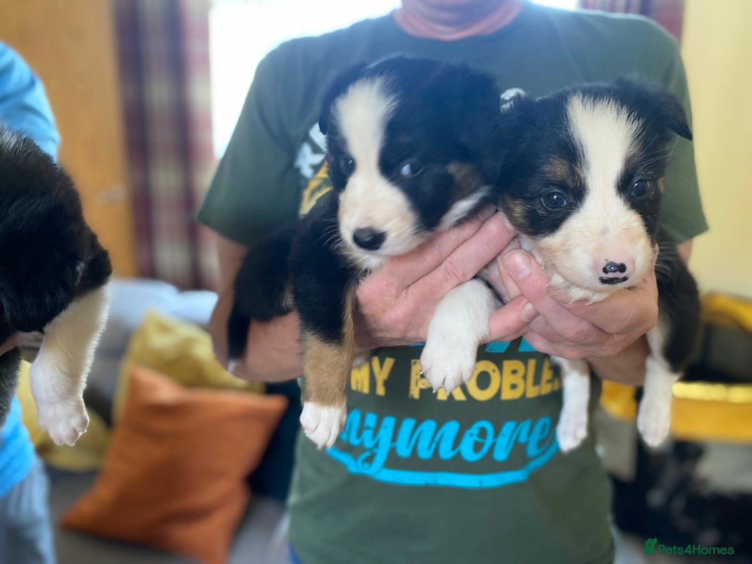 Border Collie dogs for sale: Rosie’s Collie Pups - Image 11