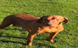 Mixed Breed dogs for sale: Vizsla x Labrador  - Image 2