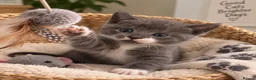 British Shorthair cats for sale: Pickles 🥒 Little BSH X boy - Advert 1