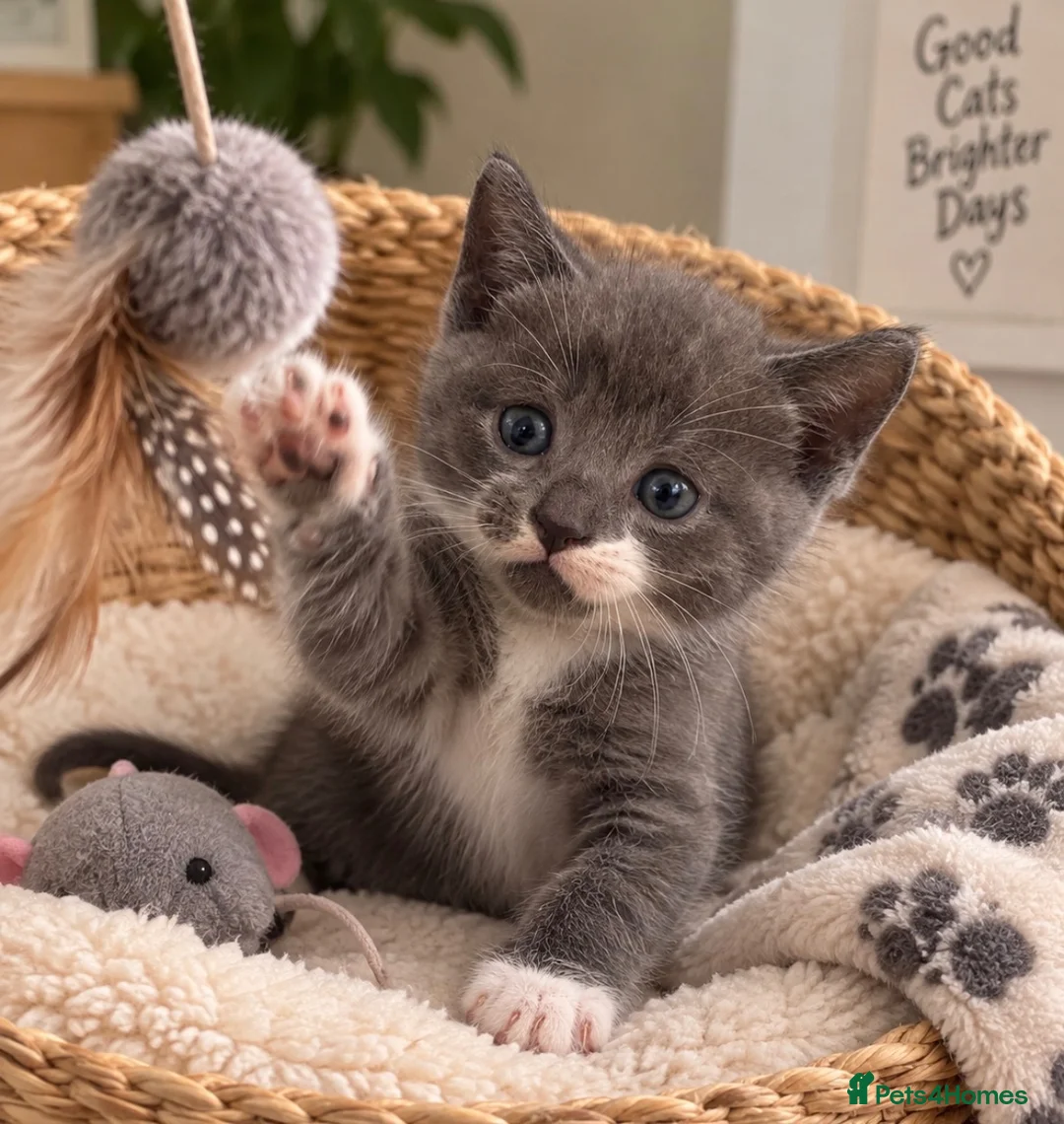 British Shorthair cats for sale: Pickles 🥒 Little BSH X boy - Advert 1