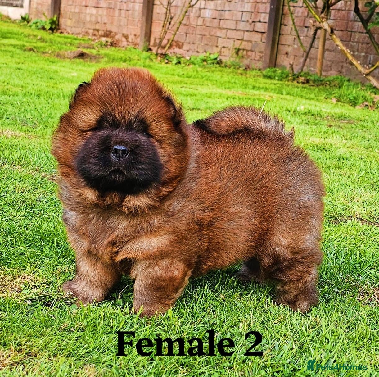 Chow Chow dogs Crufts and European champions litter  - Advert 1
