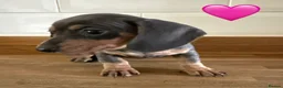 Miniature Dachshund dogs for sale: Beautiful Dapples 5 Star Licensed 5 Star reviews  - Advert 2