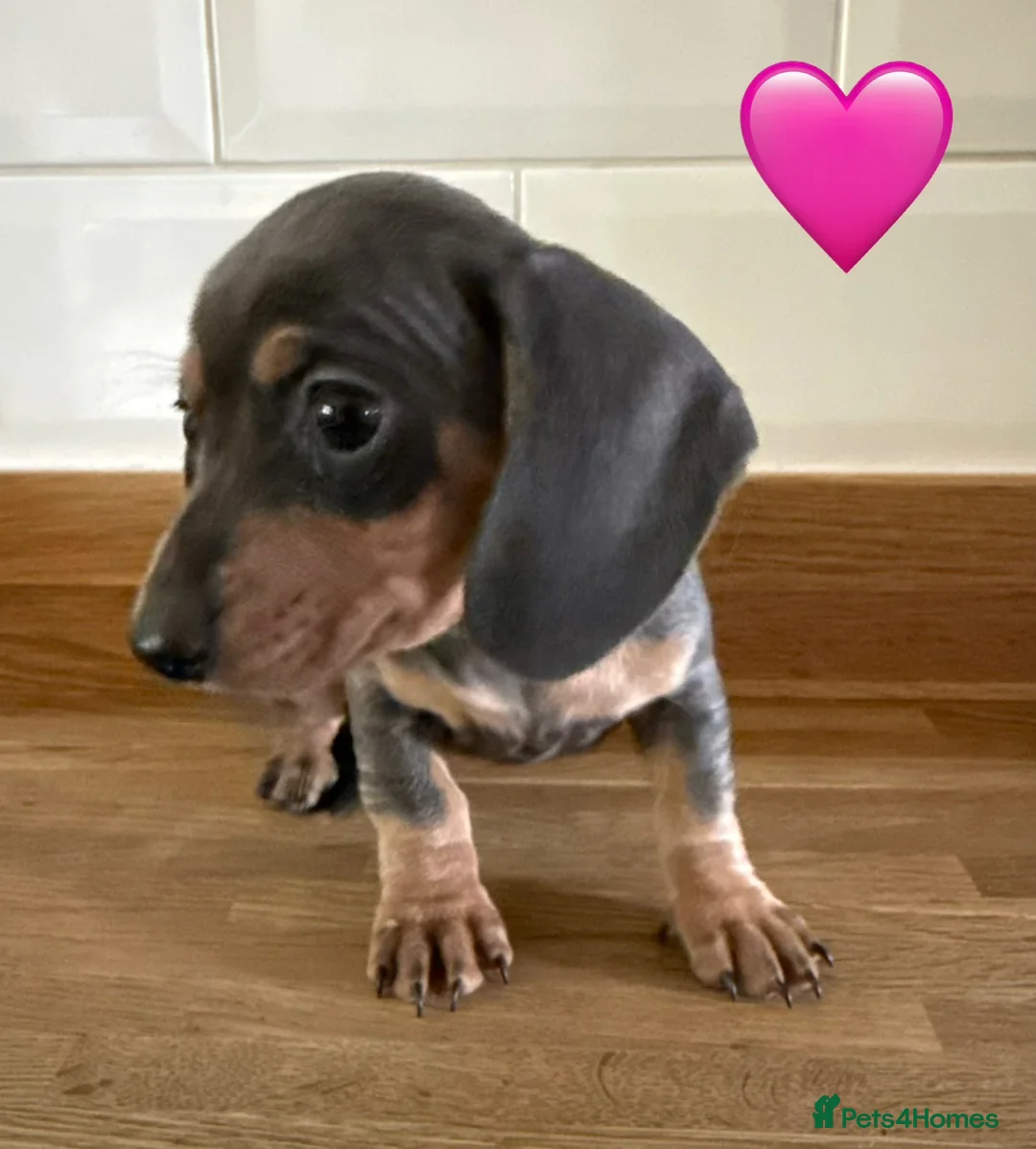 Miniature Dachshund dogs for sale: Beautiful Dapples 5 Star Licensed 5 Star reviews  - Advert 2