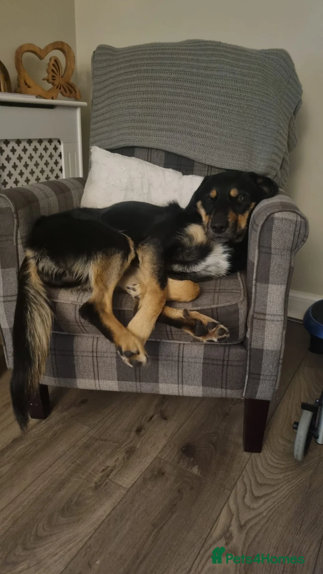 Border Collie dogs for sale: New home - Advert 2