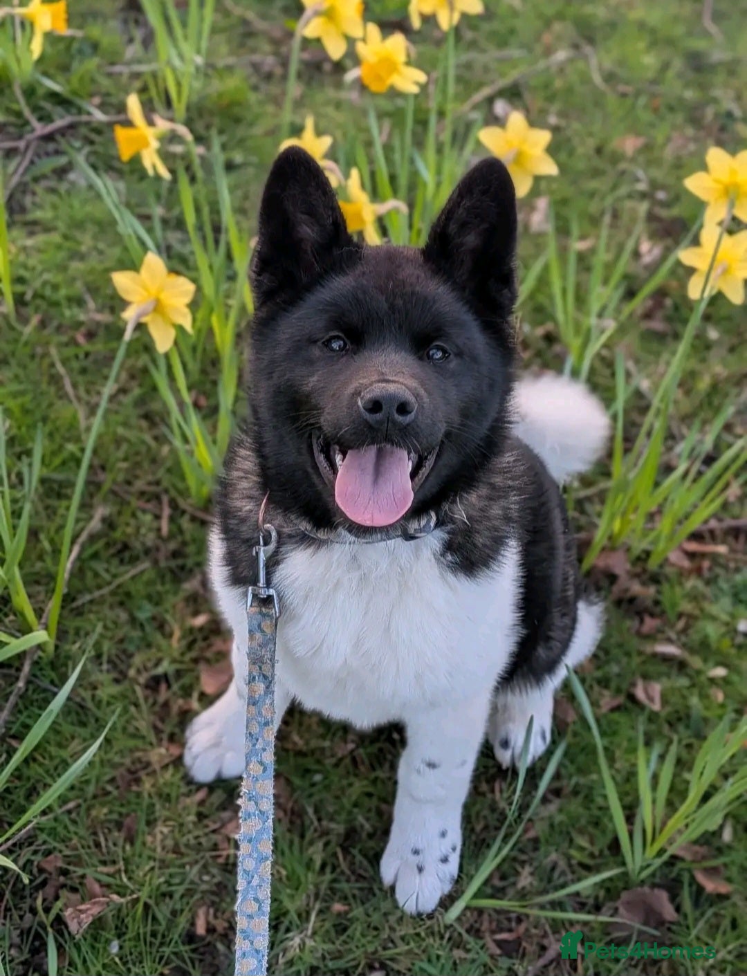 Akita dogs OUTSTANDING KC REGISTERED MALE AKITA PUP   - Advert 9