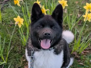 Akita dogs OUTSTANDING KC REGISTERED MALE AKITA PUP - Advert 9