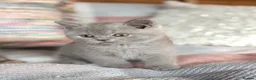 British Shorthair cats for sale: British Shorthair Boy - Advert 23