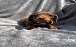 Miniature Dachshund dogs for sale: KC Reg Pedigree Mini Smooth Haired Dachshunds - Image 7