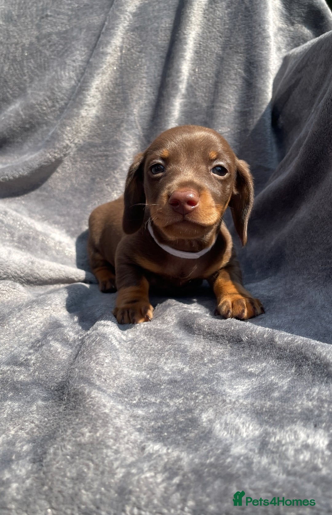 Miniature Dachshund dogs for sale: KC Reg Pedigree Mini Smooth Haired Dachshunds - Image 7