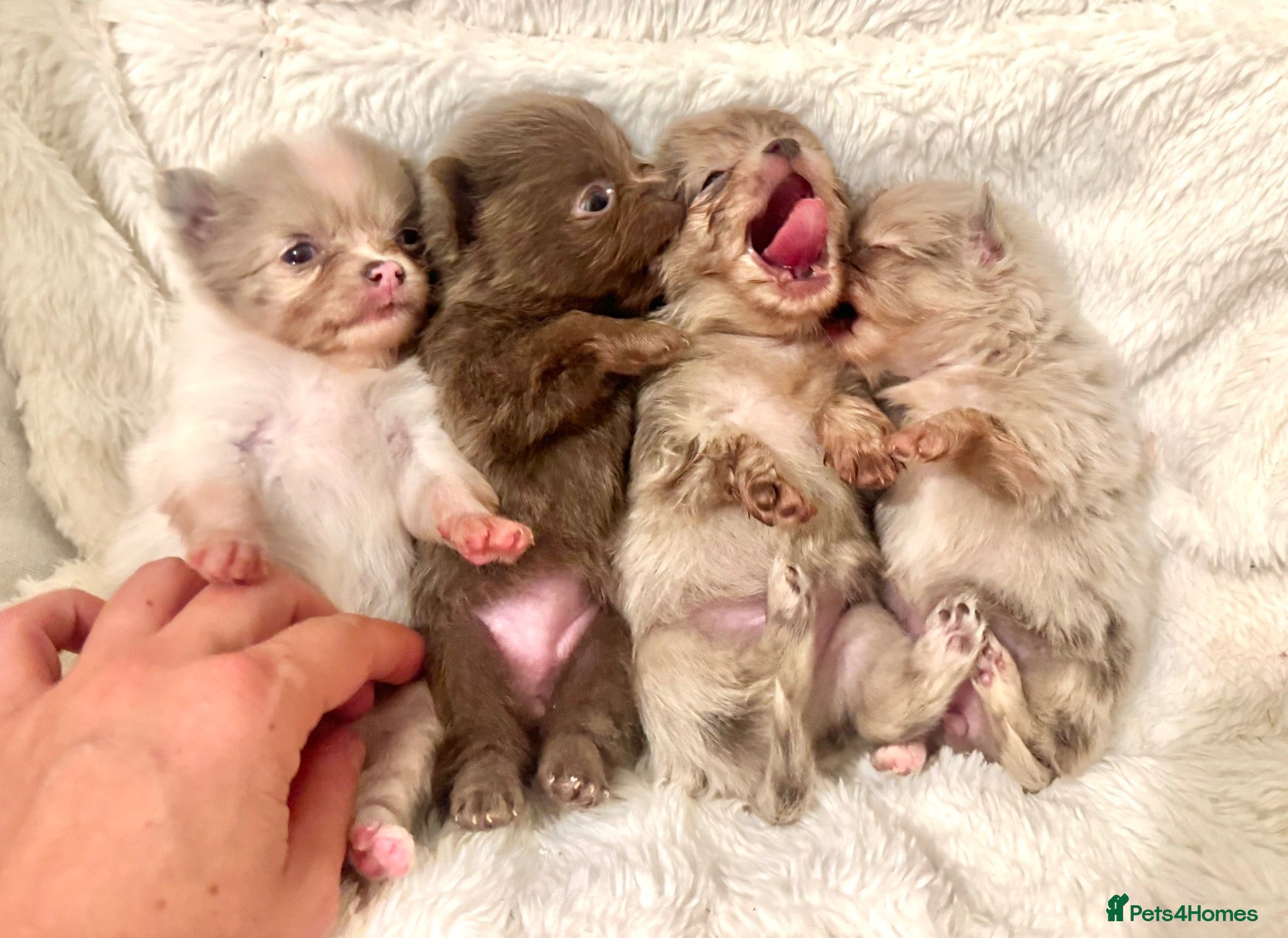 Pomeranian dogs Tiny beautiful merle Chihuahua cross Pomeranian  - Advert 2