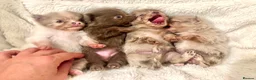Pomeranian dogs for sale: Tiny beautiful merle Chihuahua cross Pomeranian  - Advert 1