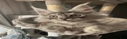 Maine Coon cats for sale: Beautiful tica registered mainecoon babies  - Advert 8