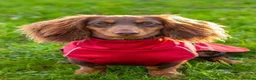 Miniature Dachshund dogs for stud: Miniature Dachshund STUD - Advert 3