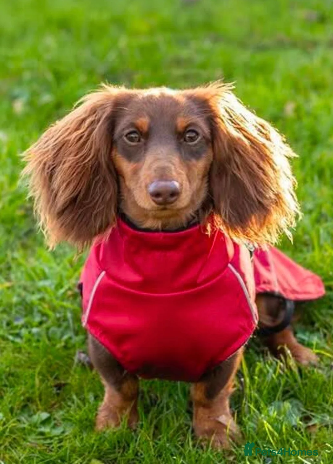 Miniature Dachshund dogs for stud: Miniature Dachshund STUD - Advert 3