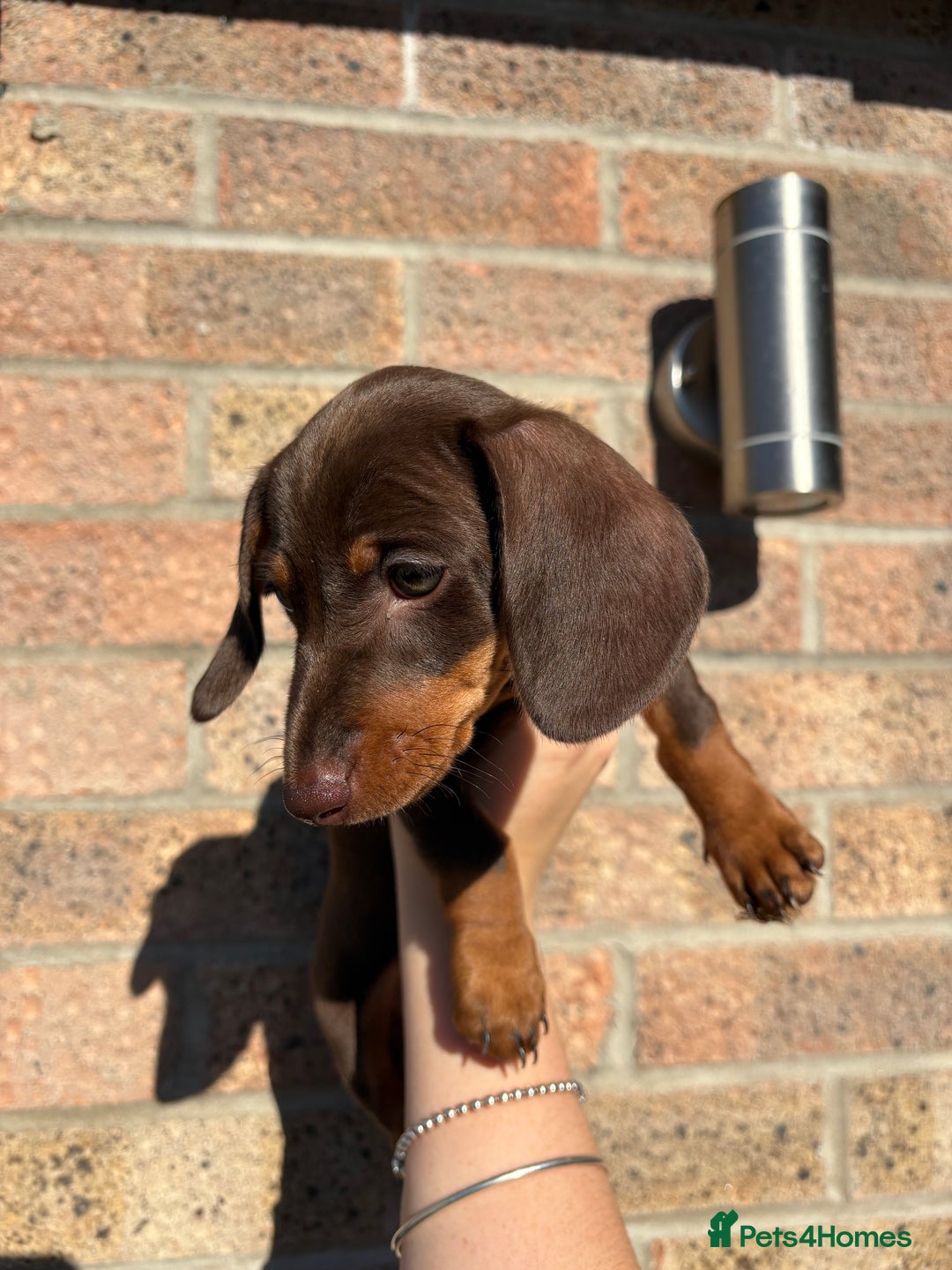Miniature Dachshund dogs for sale: Miniature Dachshunds - Image 26