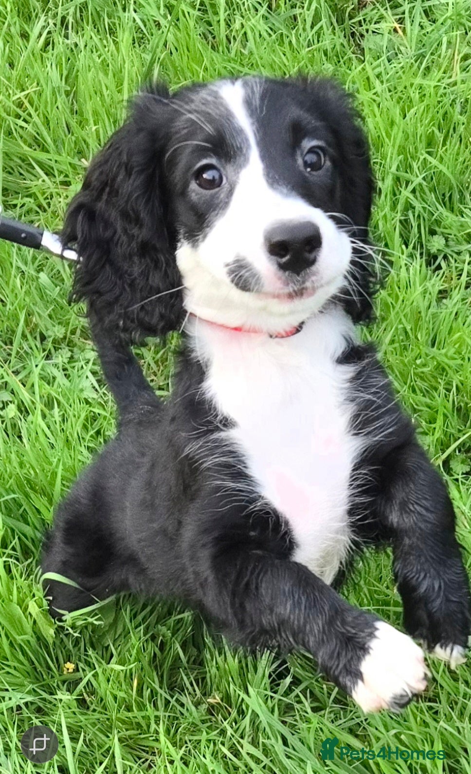Cockapoo dogs Rebecca sheldrick  - Advert 18