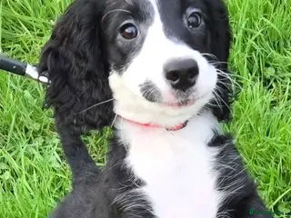 Cockapoo dogs Rebecca sheldrick - Advert 18