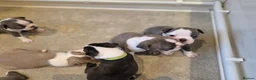 Boston Terrier dogs for sale: Health-Tested KC Registered Boston Terrier Puppies in Salford - Advert 28