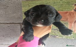 Sprocker dogs for sale: F1 SPROCKER SPANIELS ( 2BOYS LEFT)  - Image 10