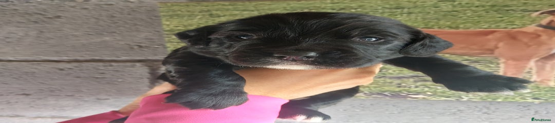 Sprocker Puppy 2