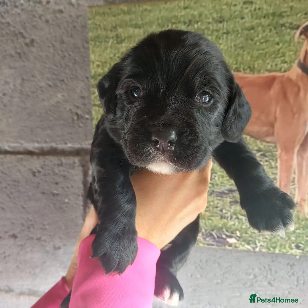 Sprocker dogs for sale: F1 SPROCKER SPANIELS ( 1 BOY LEFT )  - Advert 32