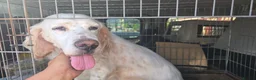 English Setter dogs for adoption: Jana  in New Romney - Advert 2