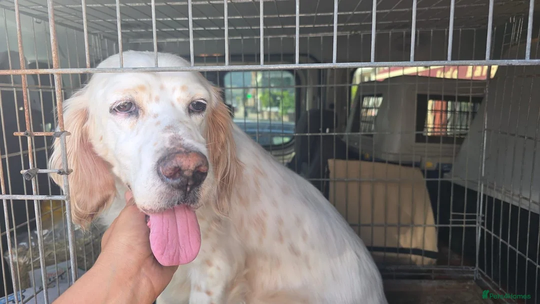 English Setter dogs for adoption: Jana  in New Romney - Advert 2