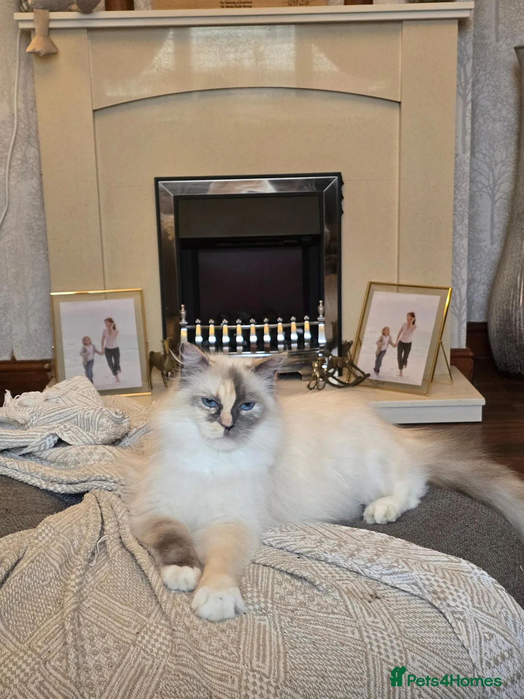 Ragdoll cats for sale: Flame point ragdoll - Advert 1