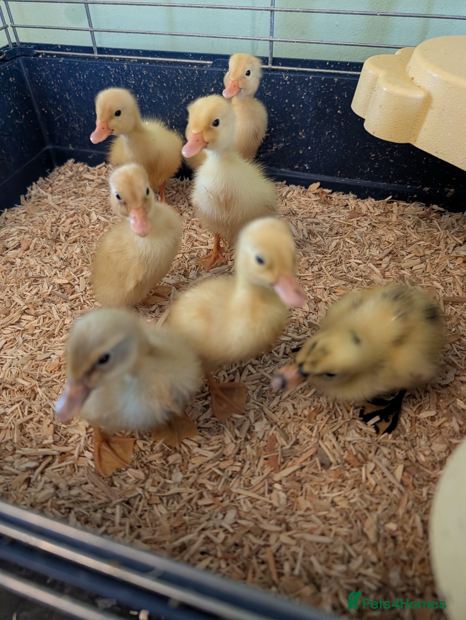 Ducks poultry Beautiful hatch of Runner Ducklings - Advert 1