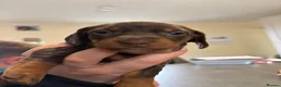 Miniature Dachshund dogs for sale: 2 girls left. Miniature Dachshund KC Puppies!  - Advert 30