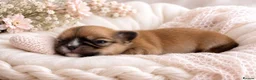 Chihuahua dogs for sale: Chihuahua Longhair Europe PL in Telford - Advert 3
