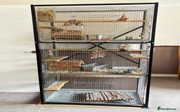 Chinchilla rodents for sale: Milo & Phoebe  - Image 5