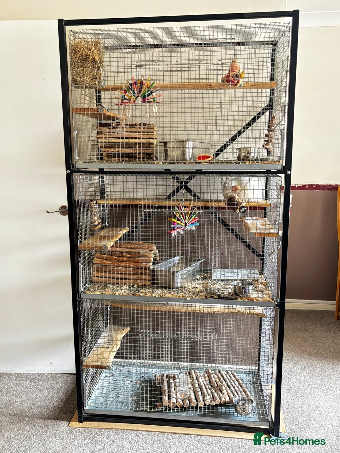 Chinchilla rodents for sale: Milo & Phoebe  - Image 5