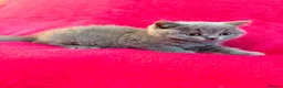 British Shorthair cats for sale: Betzy Bambi Bunny in Salford - Advert 24