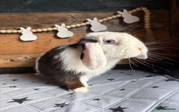 Mini Lop rabbits for sale: 8 beautiful friendly baby mini lops  - Image 29