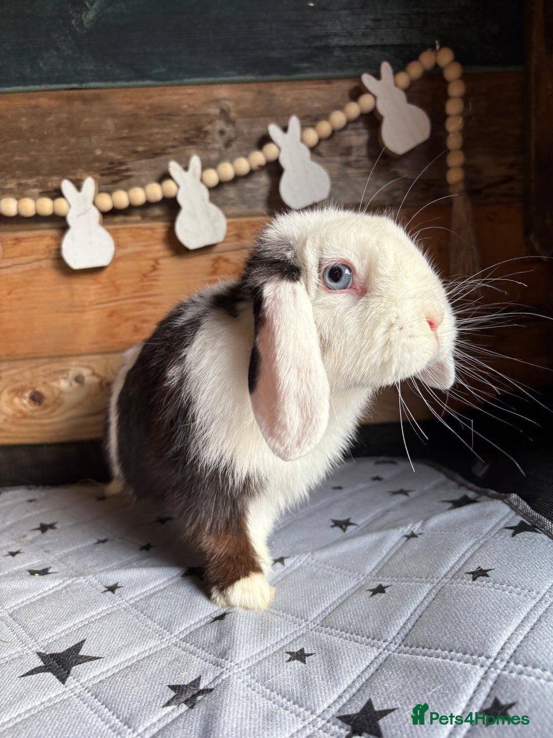 Mini Lop rabbits for sale: 8 beautiful friendly baby mini lops  - Image 29