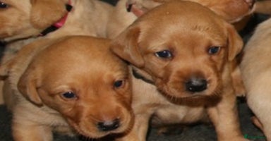 Labrador Retriever dogs - Advert 5