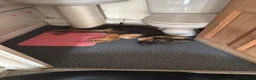 German Shepherd dogs for sale: German Shepherd Puppy For Sale - Advert 4
