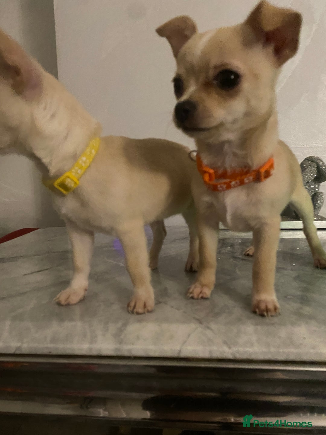 Chihuahua dogs for sale: CHIHUAHUA PUPPIES 2 BOYS 2 GIRLS READY TO LEAVE - Advert 17