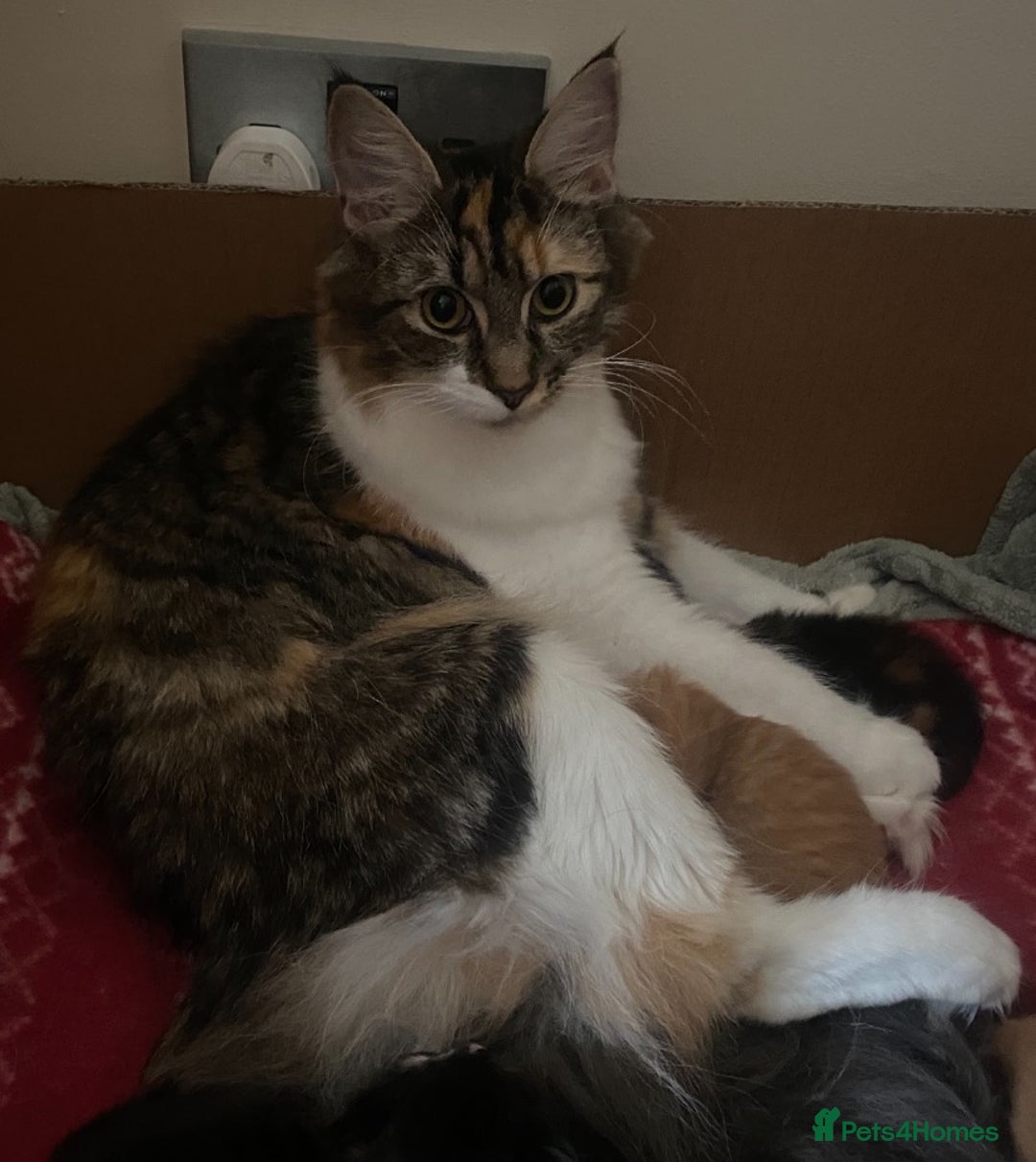 Maine Coon cats for sale: Maine Coon cross Ragamuffin kittens.  - Image 2