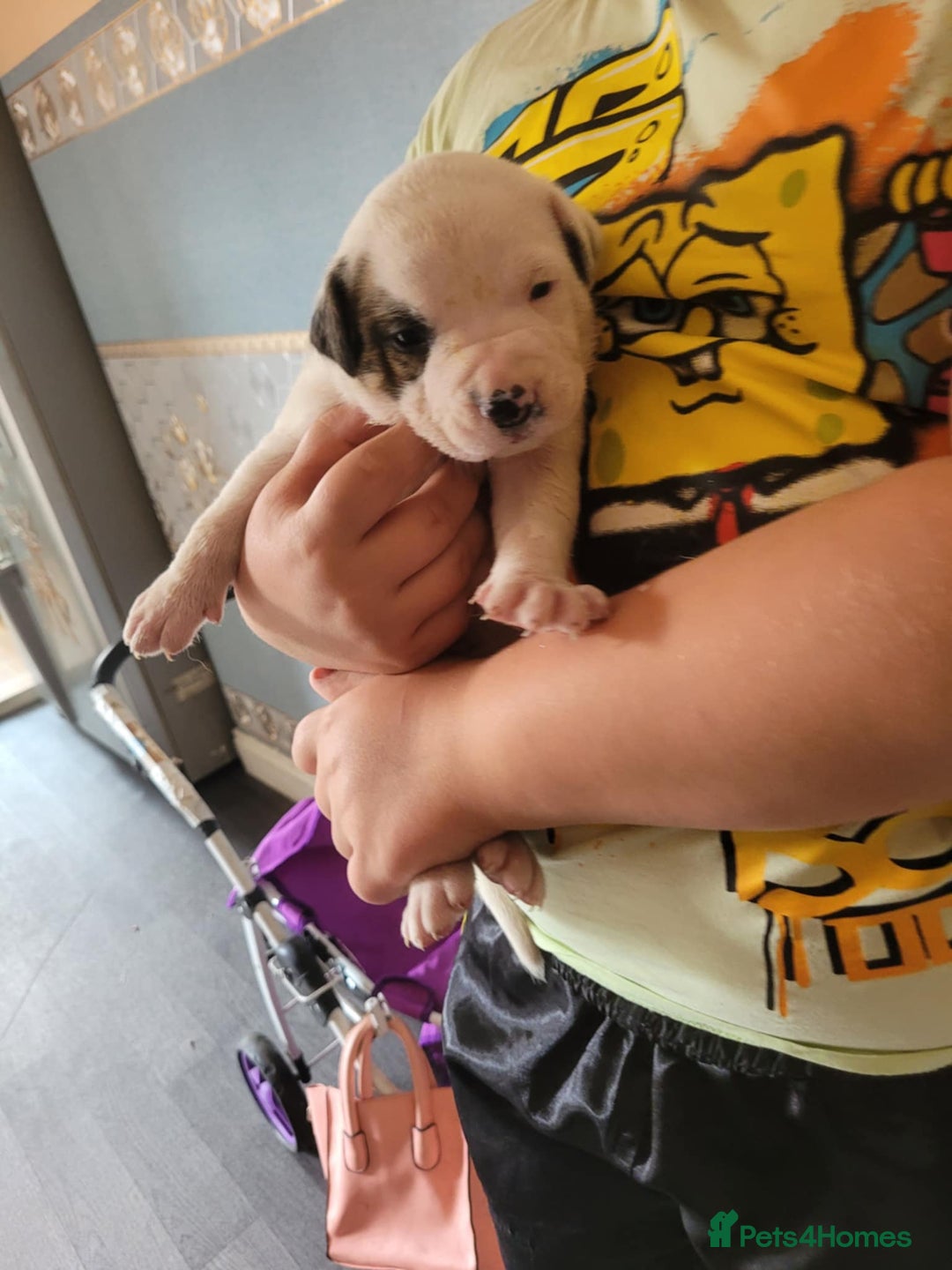 American Bulldog dogs for sale: American bulldogs  - Image 9